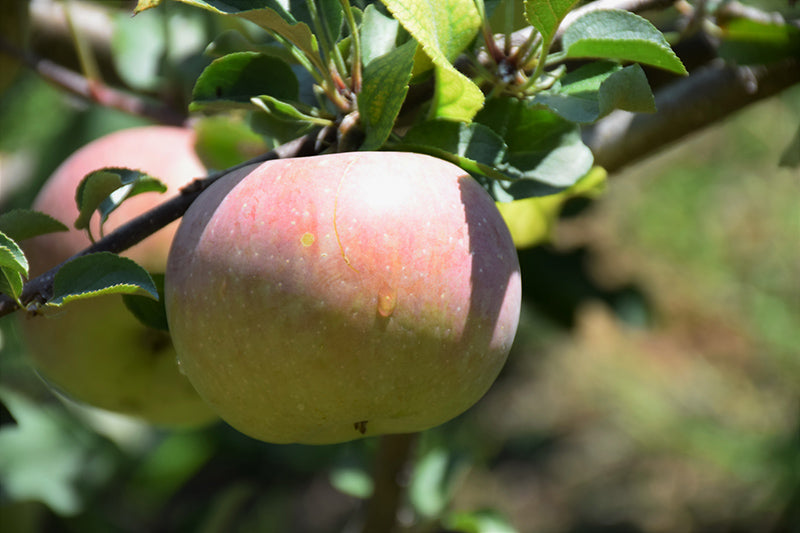 Fuji Semi Dwarf Apple Tree