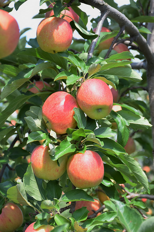 Royal Gala Semi Dwarf Apple Tree