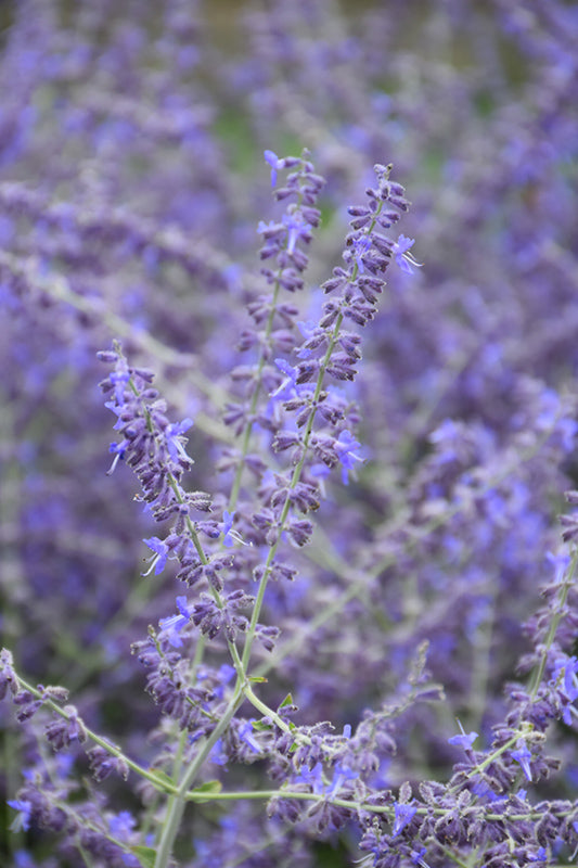 Crazy Blue Russian Sage