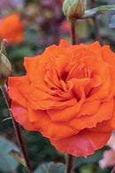 Gingersnap Rose