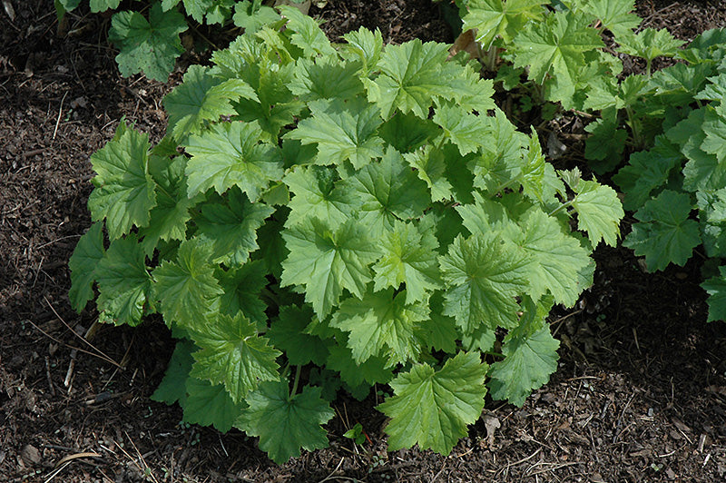 Heuchera (Coral Bells) - Assorted Varieties