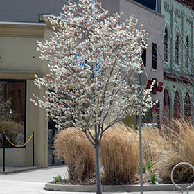 Autumn Brilliance Serviceberry - Single Stem