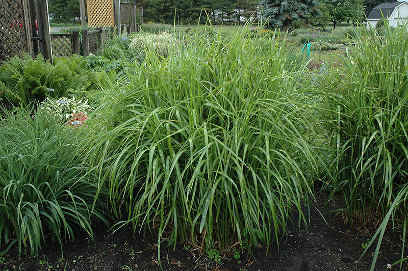 Porcupine Maiden Grass