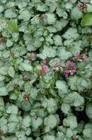 Lamium (Dead Nettle) - Assorted Varieties
