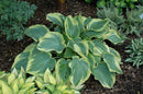 Hosta - Assorted Varieties