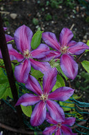 Clematis - Assorted Varieties