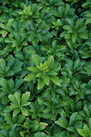 Green Sheen Japanese Spurge
