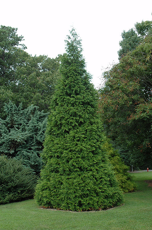 Green Giant Arborvitae