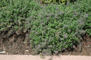 Catmint Nepeta - Assorted Varieties