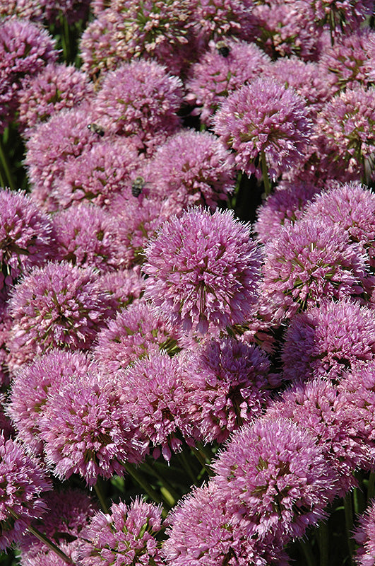 Allium - Assorted Varieties