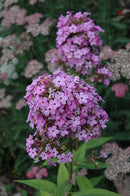 Garden Phlox - Assorted Varieties