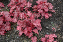 Heuchera (Coral Bells) - Assorted Varieties