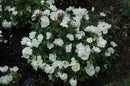 Double Knockout Rose