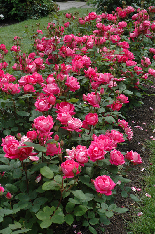 Double Knockout Rose