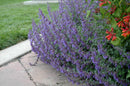 Catmint Nepeta - Assorted Varieties