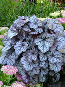 Heuchera (Coral Bells) - Assorted Varieties