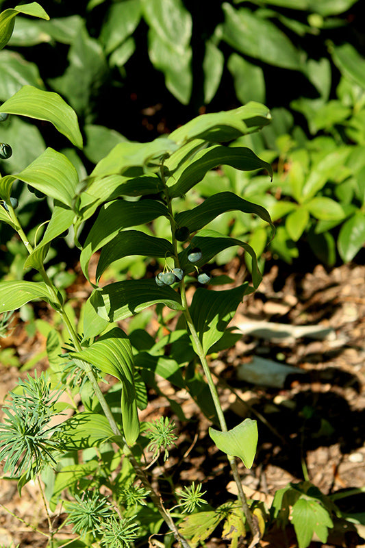 Smooth Solomon's Seal