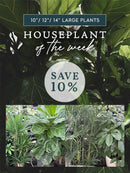 PLANT OF THE WEEK! Floor plants 10” and up