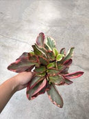 Peperomia Assorted 5"