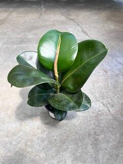 Ficus Elastica, Rubber Plant