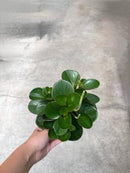 Peperomia Assorted 5"