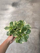 Peperomia Assorted 5"