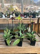 PLANT OF THE WEEK! "Lady Slipper Orchid" 10% Off