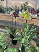 PLANT OF THE WEEK! "Lady Slipper Orchid" 10% Off