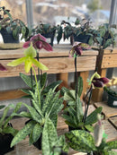PLANT OF THE WEEK! "Lady Slipper Orchid" 10% Off