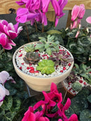 Valentines Day Succulent Dish Garden - 02/14/26 10AM