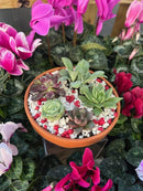 Valentines Day Succulent Dish Garden - 02/14/26 10AM