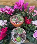Valentines Day Succulent Dish Garden - 02/14/26 10AM