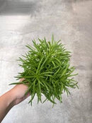 Peperomia Assorted 5"