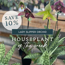 PLANT OF THE WEEK! "Lady Slipper Orchid" 10% Off