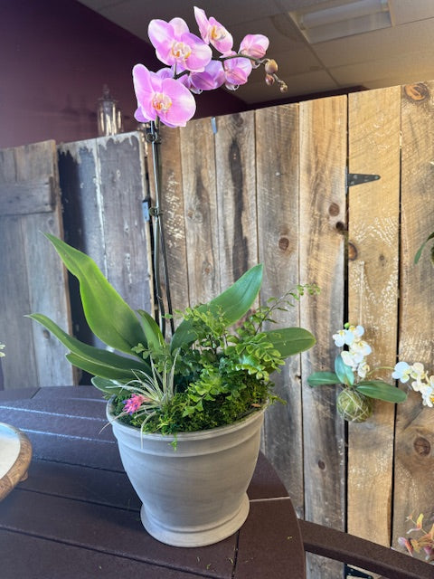 Orchid Garden Centerpiece March 22, 2025 10AM