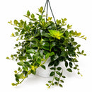 5" Hanging Aeschynanthus Mona Lisa