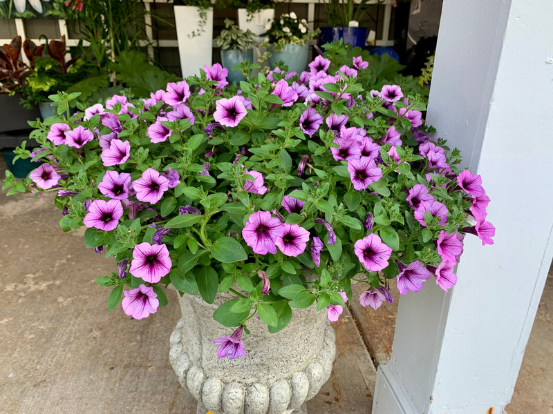12" Supertunia Bordeaux Patio Pot