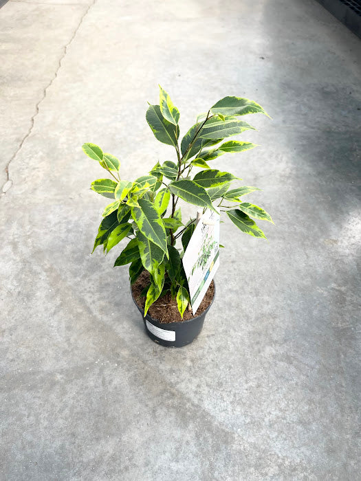 5" Benjamina Anastasia Ficus