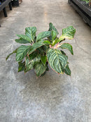 Assorted Chinese Evergreens