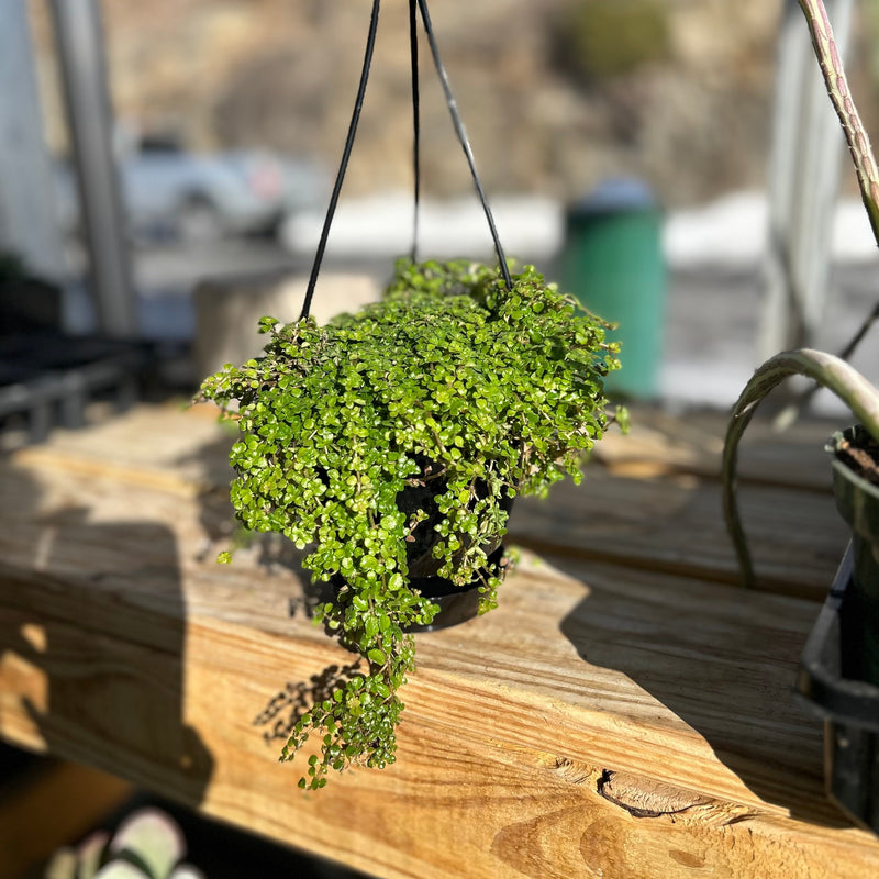 5" Pilea Sao Paulo Hanging Basket