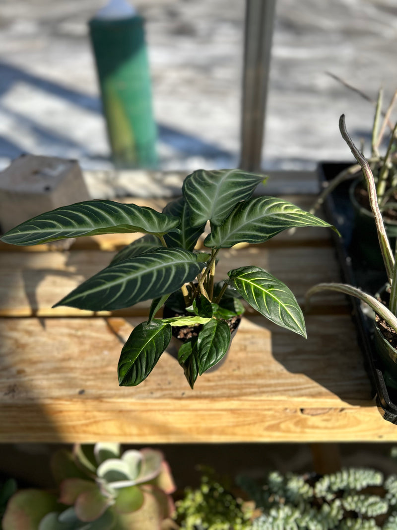 4" Caladium Magnificum