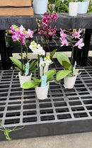 Moth Orchids
