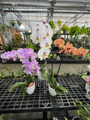Moth Orchids