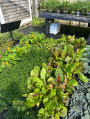 4.5" Fall Annuals