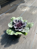 4.5" Fall Annuals