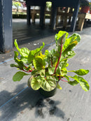 4.5" Fall Annuals