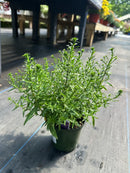 4.5" Fall Annuals