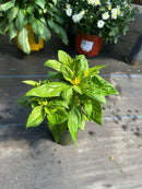 4.5" Fall Annuals