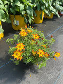 4.5" Fall Annuals