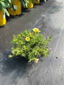 4.5" Fall Annuals